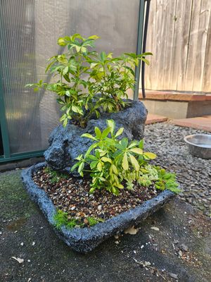 Sculpted Bonsai Displays - Design Consultation