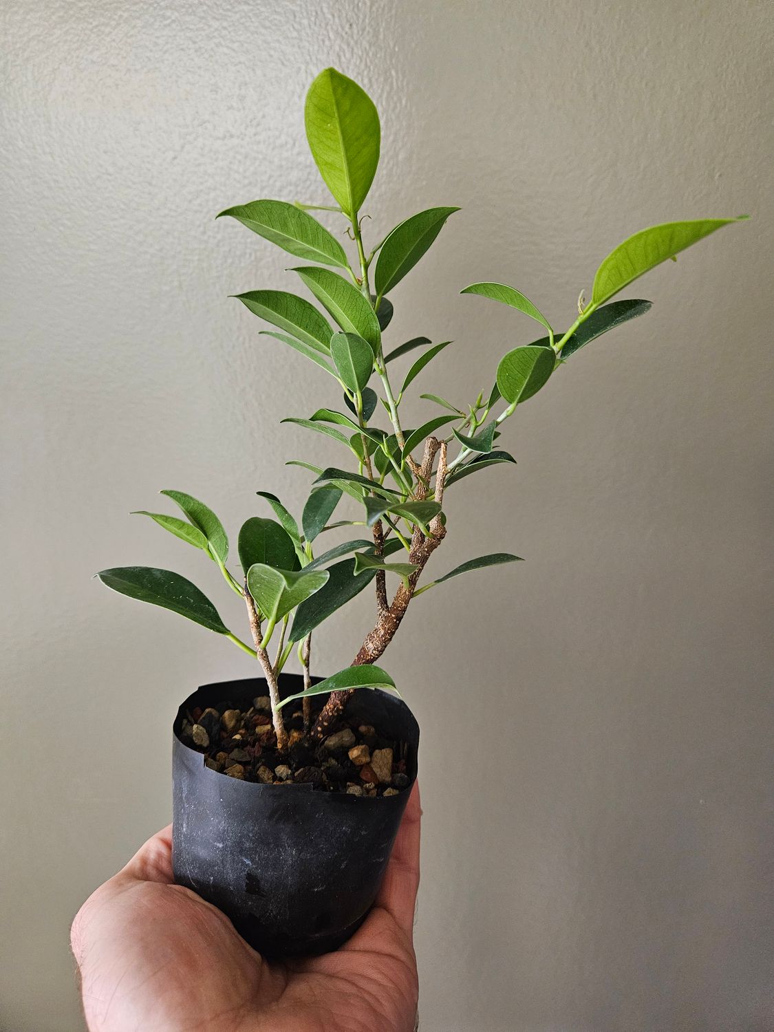 Tiny Terrarium Trees - Ficus