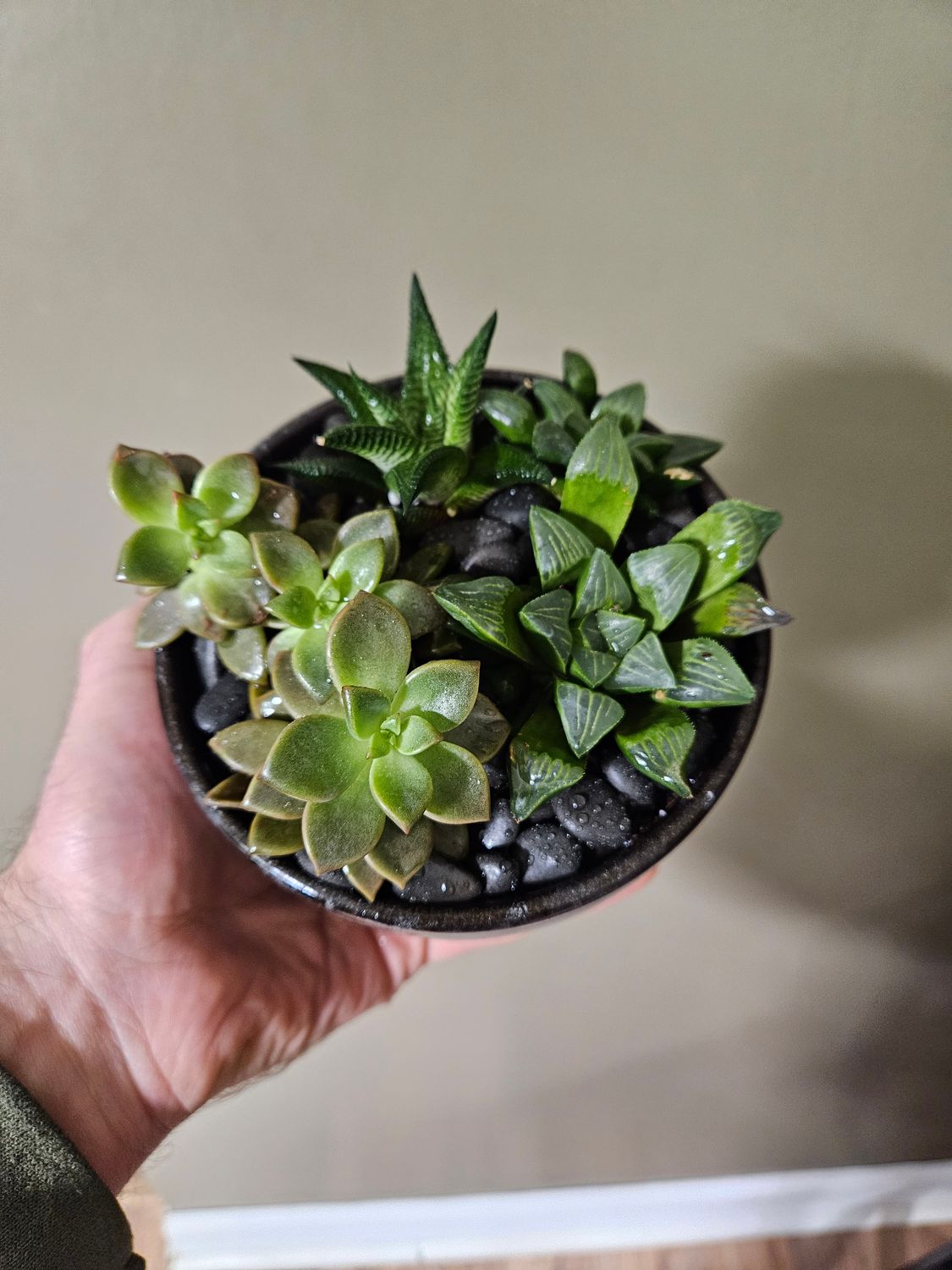 Container Planting Service