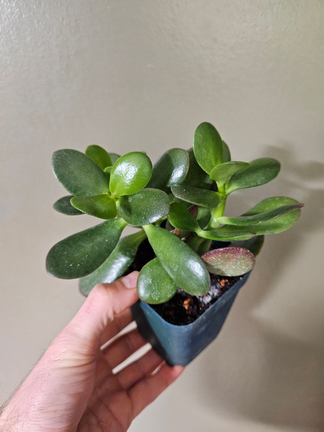 Crassula Ovata