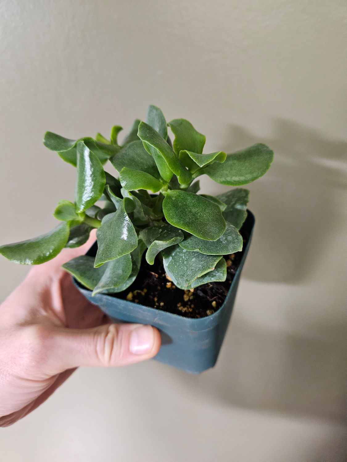 Crassula Arborescens