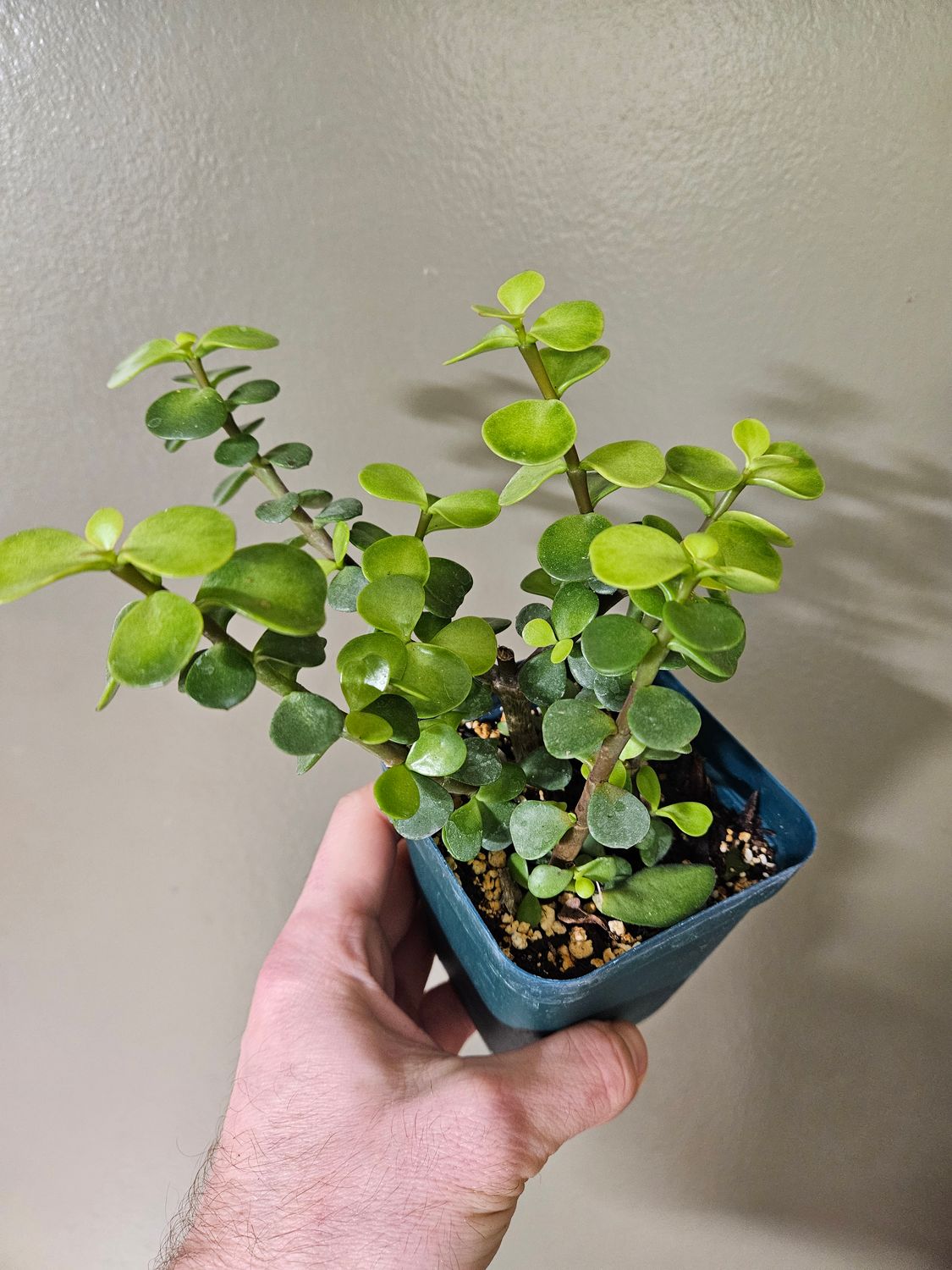 Portulacaria Afra