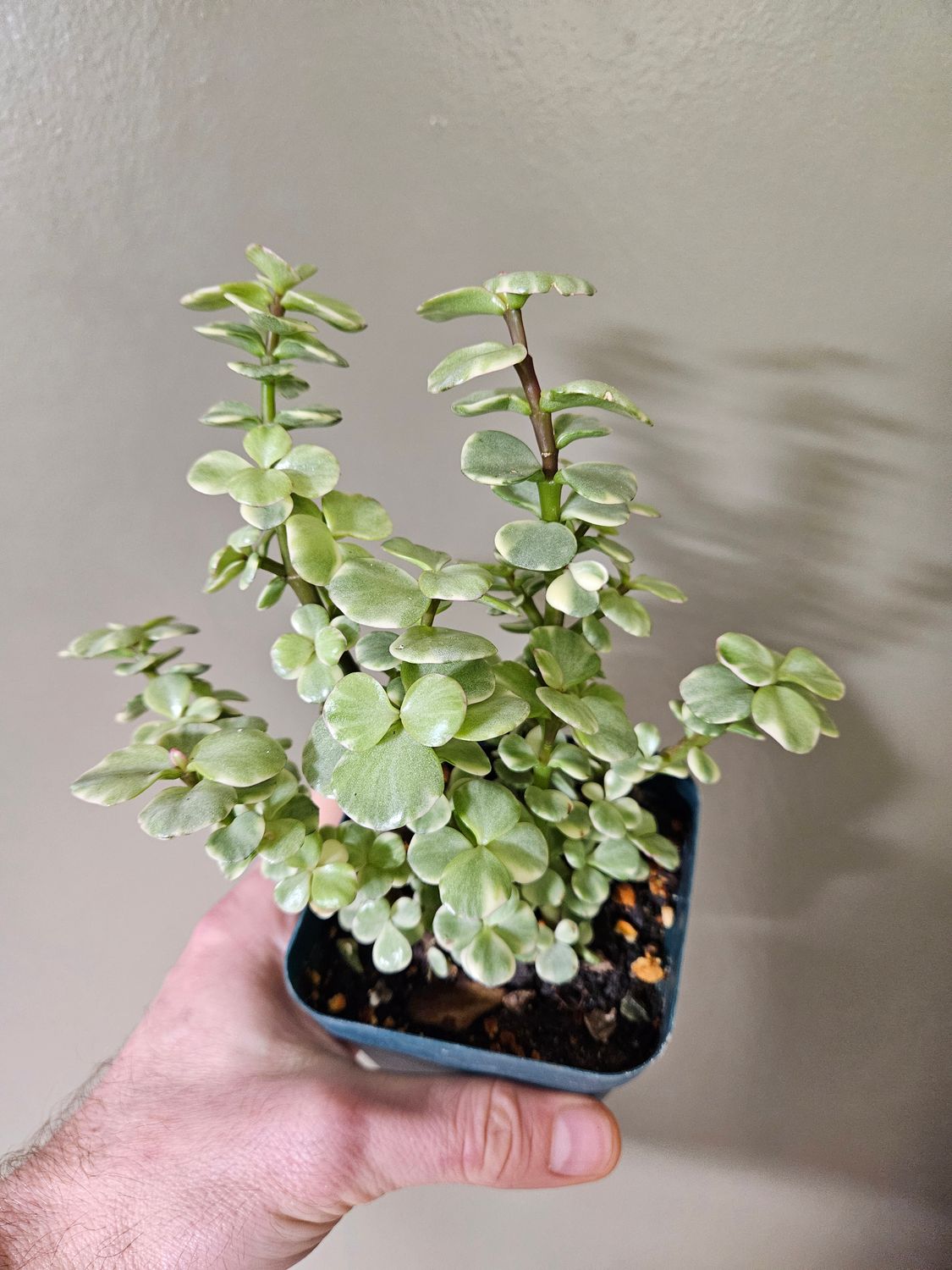 Portulacaria Afra - Variegated