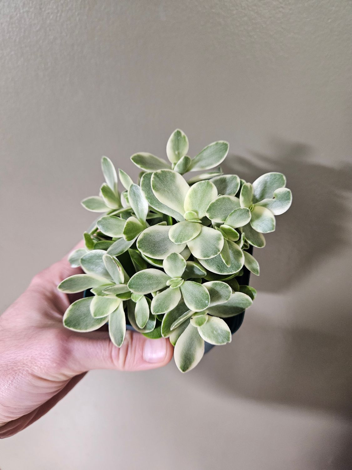 ​Crassula Swaziensis variegata - Money Maker Jade