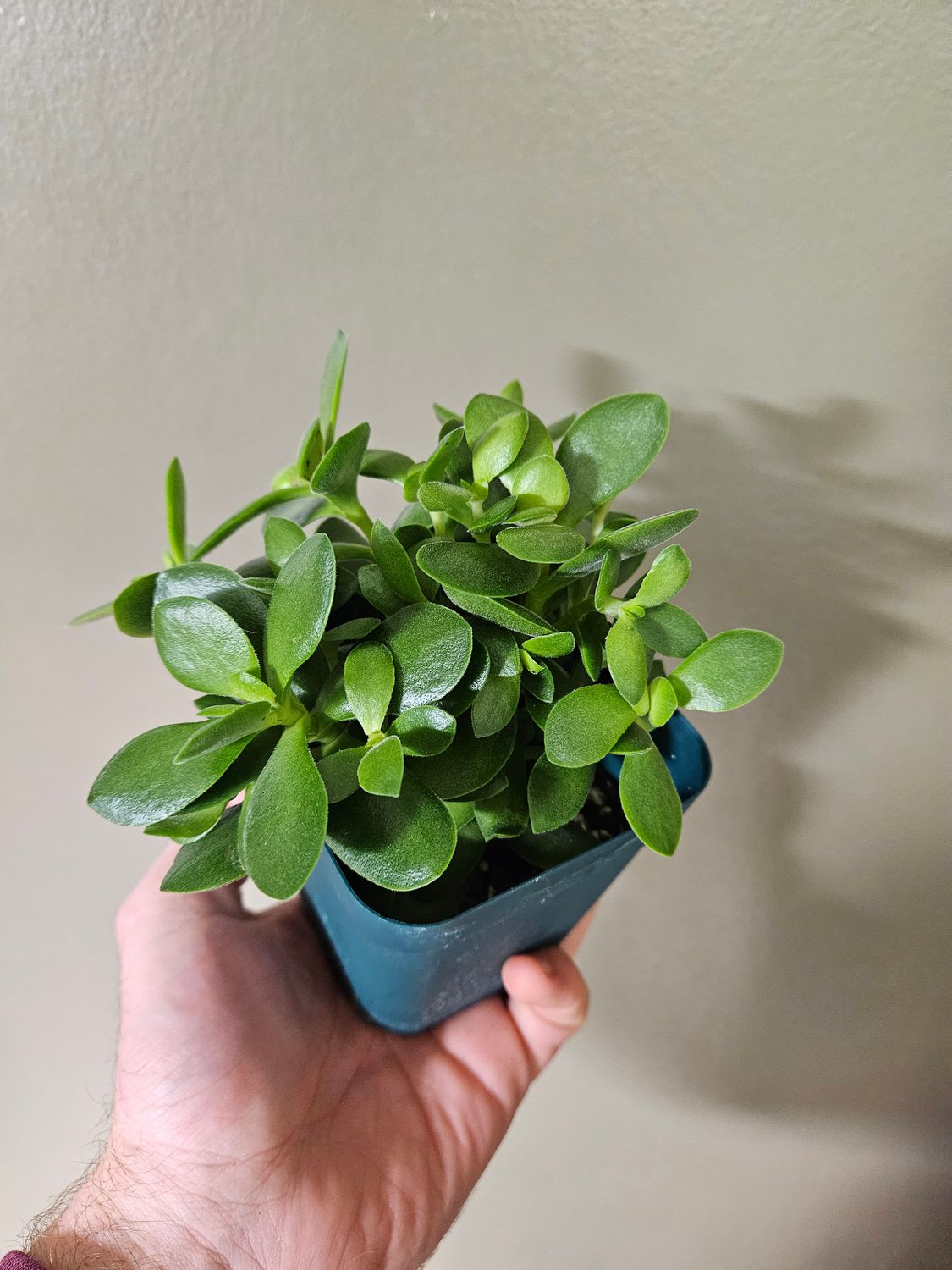 Crassula Swaziensis - Money Maker Jade