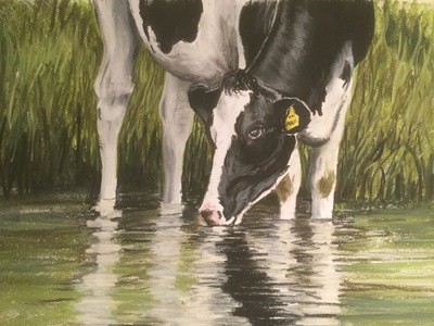 Cow Drinking - A4 Pastel Sketch