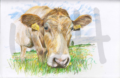 Cow Sketch Seven - A4 Sketch