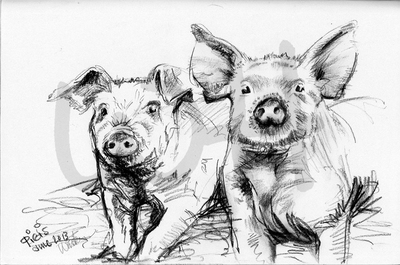 Pig Sketch - A4 Sketch
