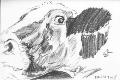 Nosey Cow Sketch - A4 Sketch