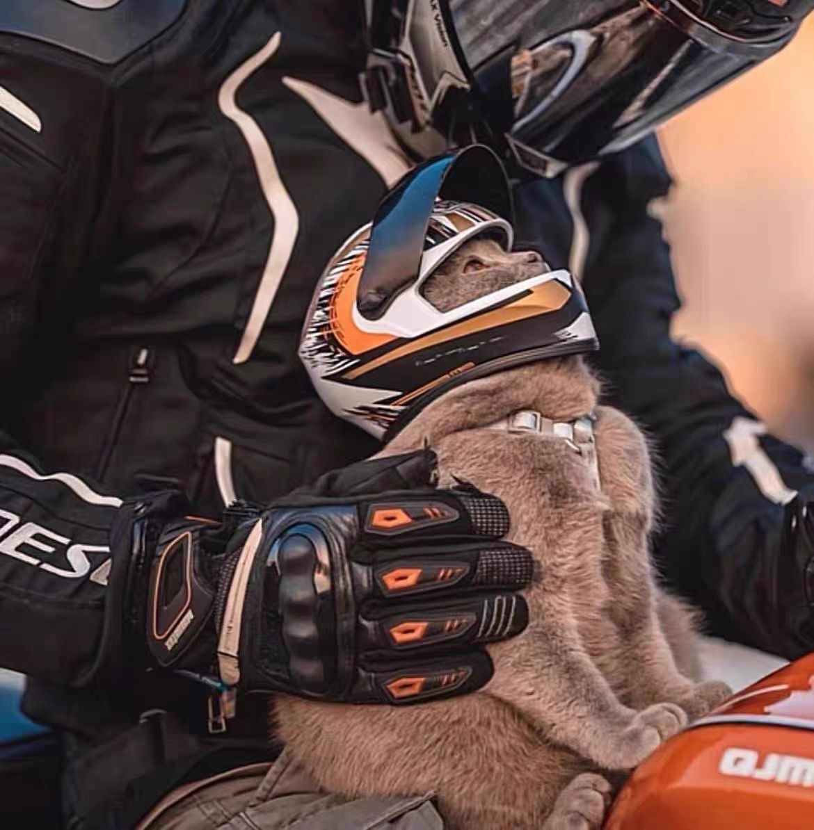 Cat Motorcycle Helmet