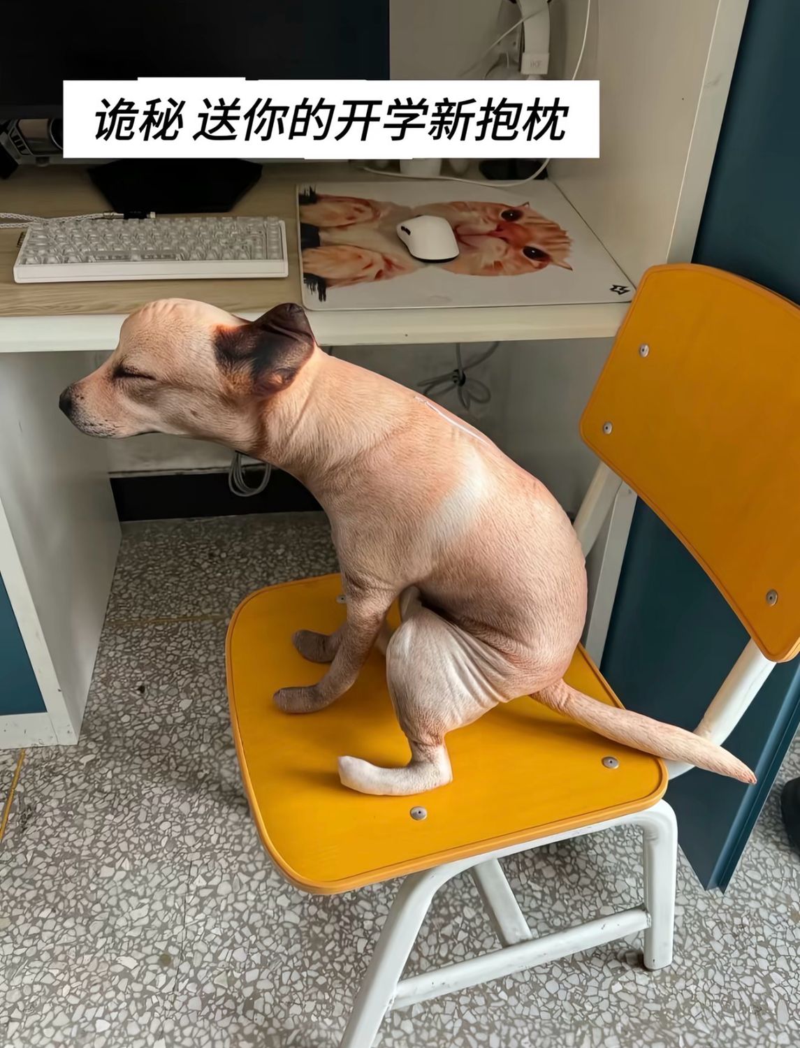 Dog Pillow Funny Gift 🎁