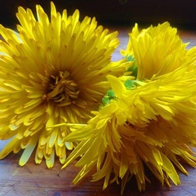 Pacific Beauty Mix Calendula Seeds
