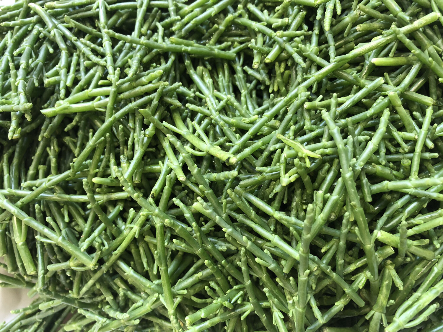 Samphire Per 100g