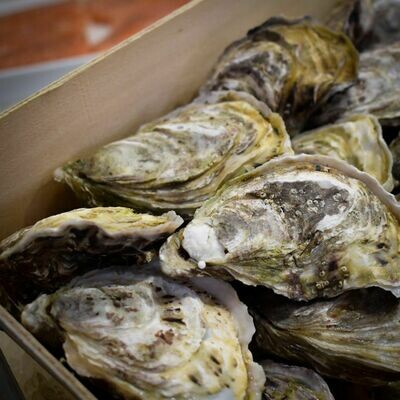 Oysters- Maldon (sold in 6&#39;s, closed)
