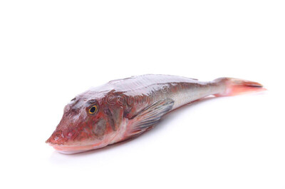 Whole Gurnard Av 400-600g In Size