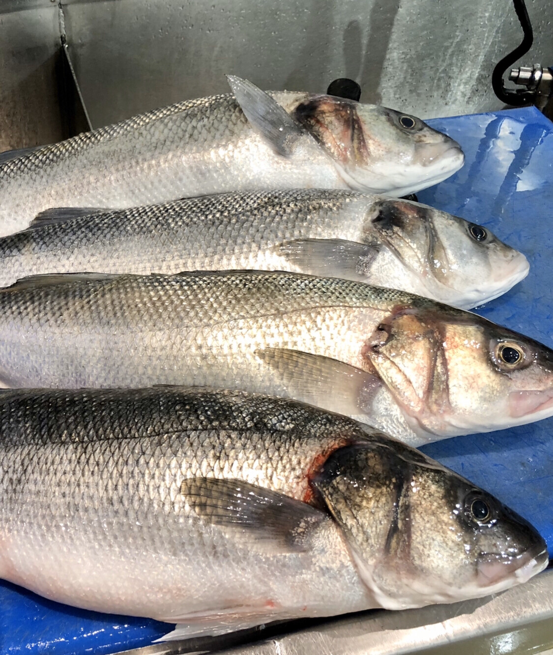 Whole Seabass (1.4-1.8kg)