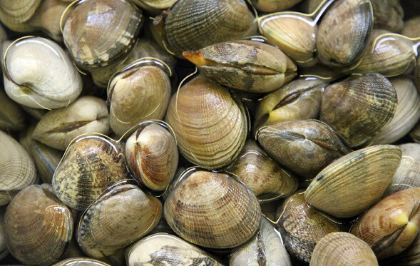 Vongole Clams (1kg) Small Italian Clams