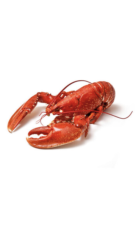 Lobster - Cooked Fresh