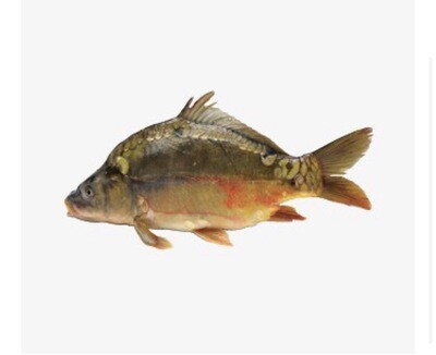 Whole Carp (2-2.5kg)