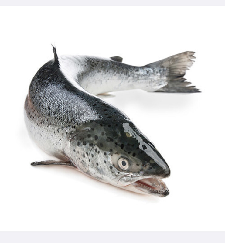 Salmon, Whole Scottish (Approx 2.5kg)