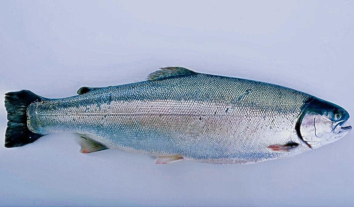 Steel Head Trout, Whole Fish (3-3.5kg)