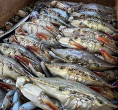 Soft Shell Crab (18 In Box)