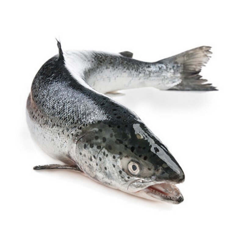 Salmon, Whole Scottish (Approx 4.5kg) SKU 00280