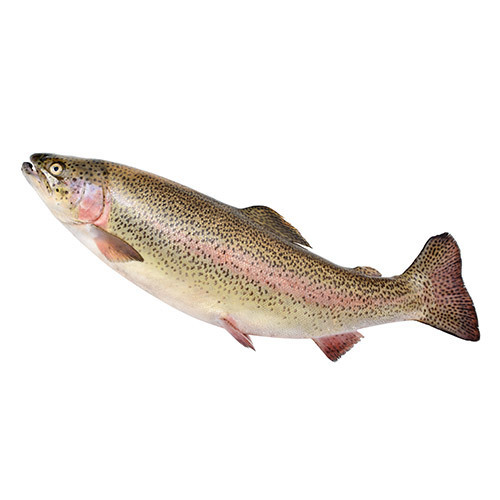 Rainbow Trout (Sold whole. Feeds one adult. Approx weight 400g)