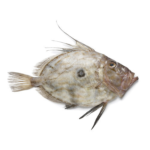 John Dory (Large, feeds two adults. Approx weight 750g)