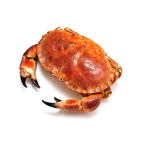 Whole Cornish Cock Crab 700g  Ave (Cooked)