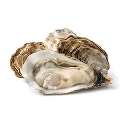 Shellfish