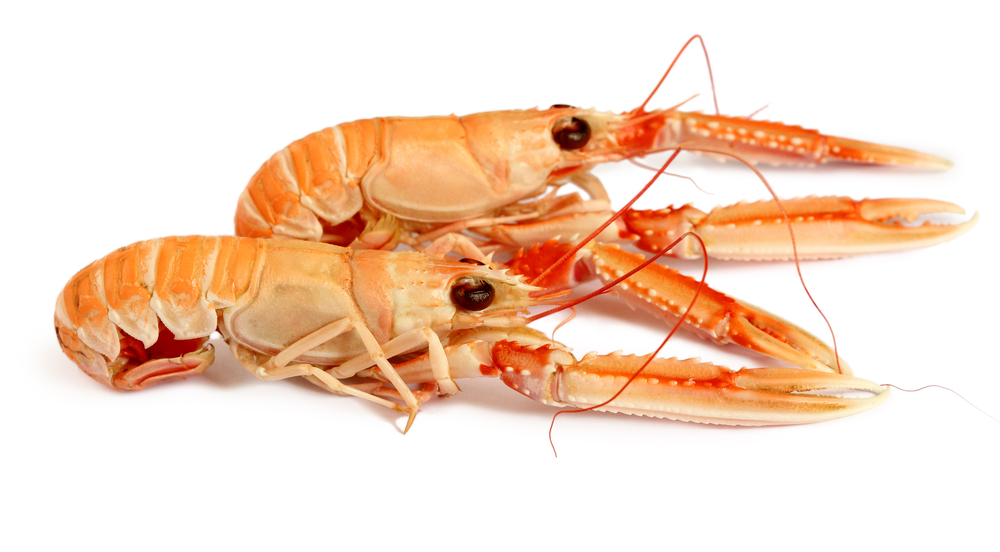 Live Langoustines (Sold by the 2kilo Box)