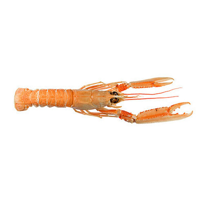 Langoustines RAW (Sold by the 10&#39;s)