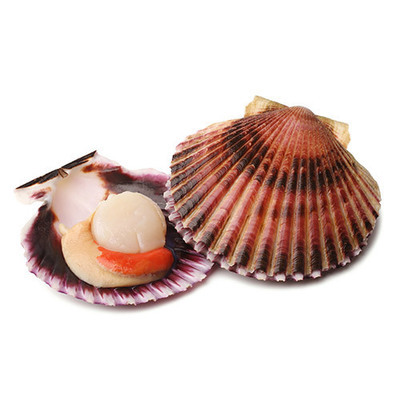 Scottish King Scallops (Sold in 6&#39;s) NOT IN SHELL