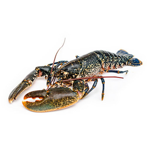 Lobster - Live  