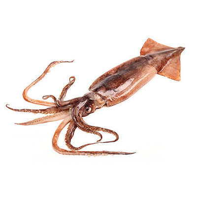 Squid Fresh (Sold in 500g portions*)
