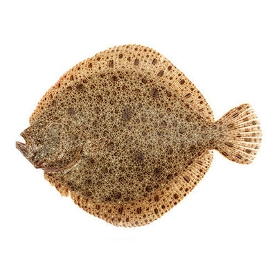 Turbot (approx 1.5 - 1.8kg Fish) Feeds 3-4 People