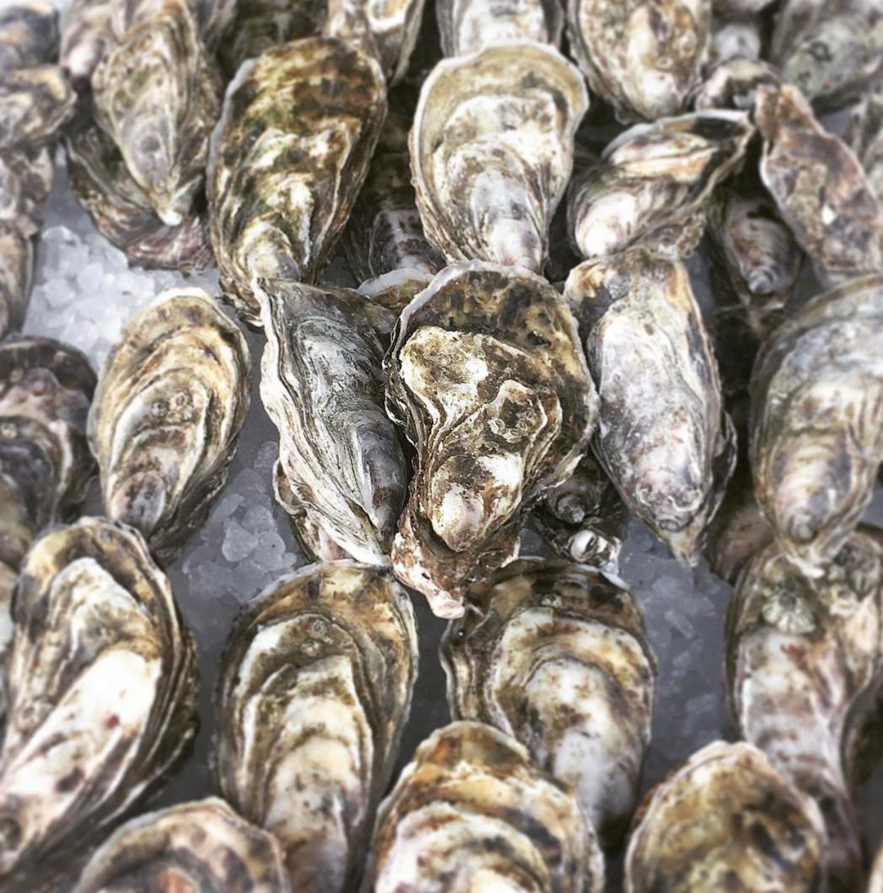 Oysters - Whitstable (sold In 6’s Closed)