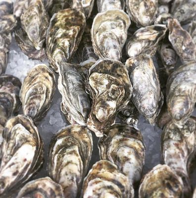 Oysters - Whitstable (sold In 6’s Closed)