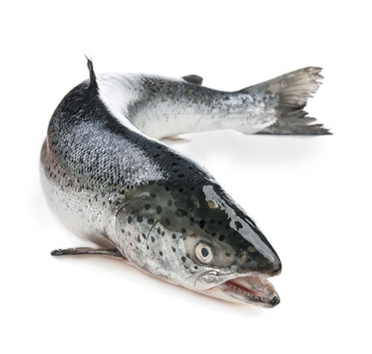 Salmon, Whole Scottish (approx 1.5kg)