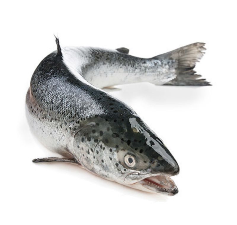Salmon, Whole Scottish (approx 1.5kg)
