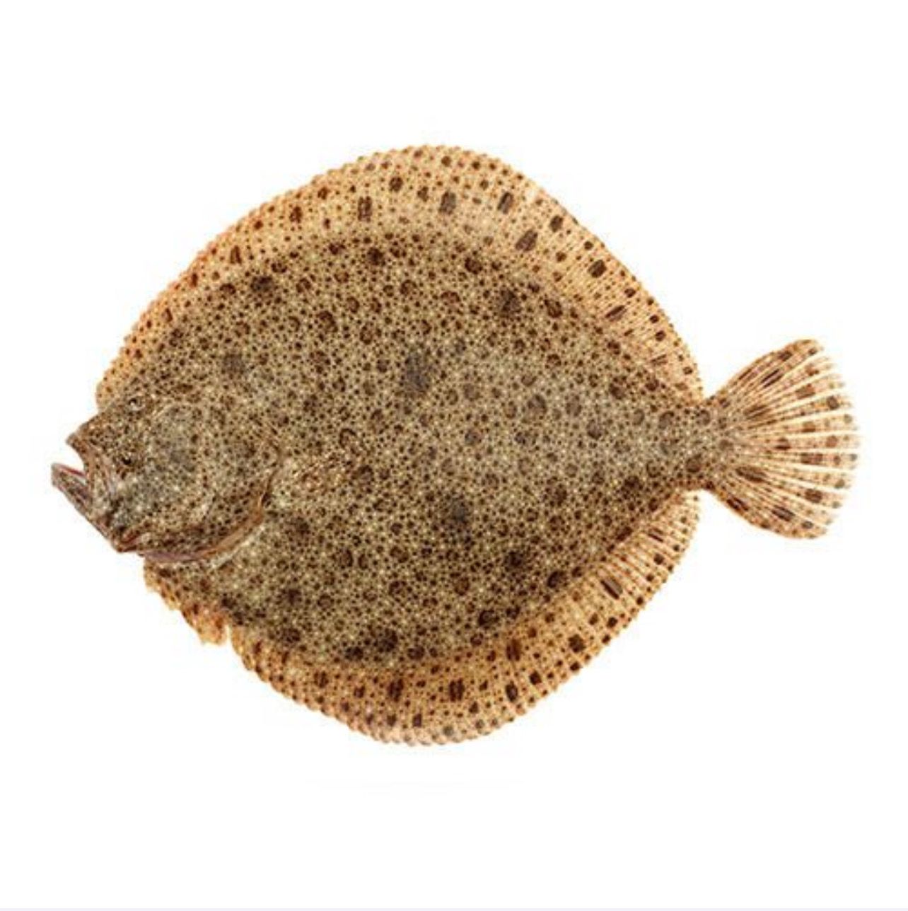 Turbot (Approx Weight 800g-1kg) Feeds 1-2 People