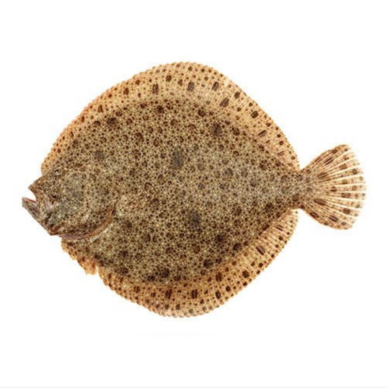 Turbot (Approx Weight 800g-1kg) Feeds 1-2 People