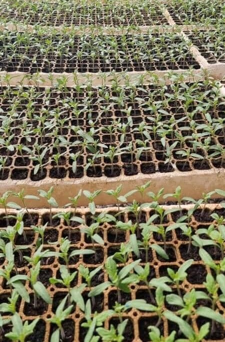 Seedlings