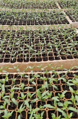 Seedlings
