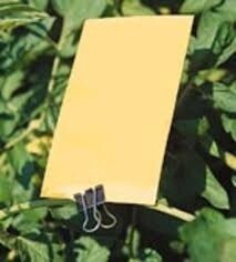 YELLOW STICKY TRAPS - 5 PACK
