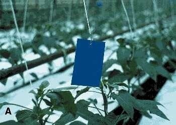 BLUE STICKY TRAPS  - 5 PACK