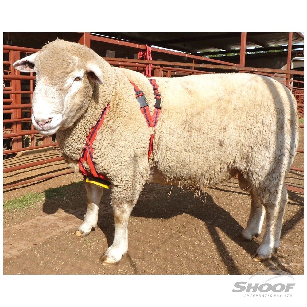 RAM HARNESS MATING MARK - REGULAR 219703