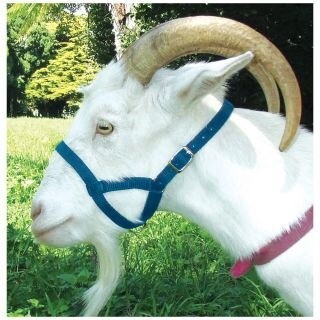 SHOOF HALTER WEBBING KID GOAT BLUE