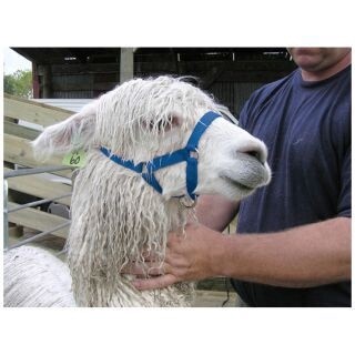 SHOOF WEBBING APLACA HALTER LARGE BLUE